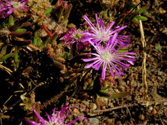 Drosanthemum