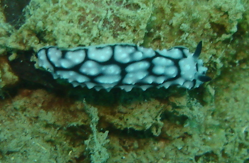 Phyllidiella lizae