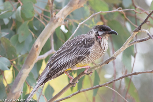 Red Wattlebird, photo 2 of 7