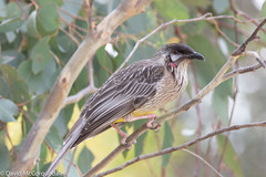 Red Wattlebird photo 4