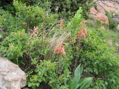 Aristaloe aristata