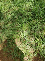 Papilio phorcas ansorgei