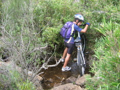 Bergbambos tessellata