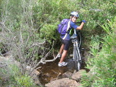 Bergbambos tessellata