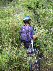 Bergbambos tessellata