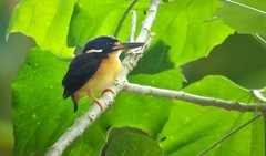 New Britain Dwarf-Kingfisher photo 2