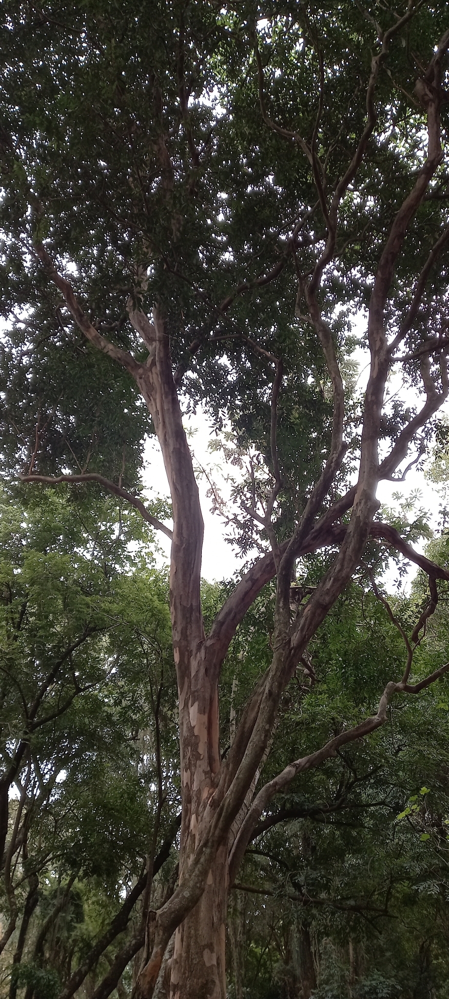 Imagem de Uvaia