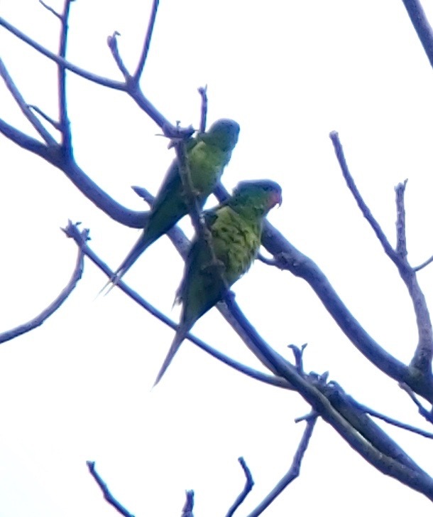Red-chinned Lorikeet illustration