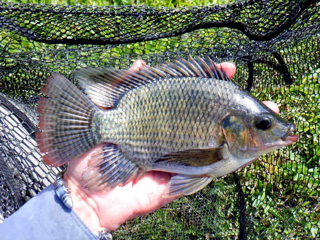 Nile Tilapia from Oakland Park, FL, USA on November 6, 2021 at 02:36 PM ...