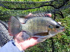 Nile Tilapia photo 2