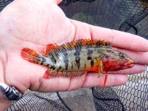 Hairy Blenny