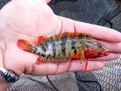 Hairy Blenny photo 5