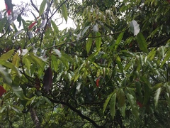 Elaeocarpus japonicus