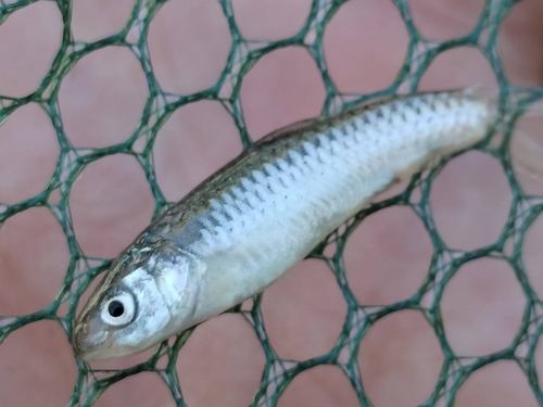 Kikuchi's minnow (Aphyocypris kikuchii) — Cyprinidae — 2