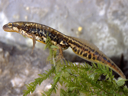 Italian newt, photo 2 of 7
