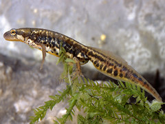 Italian Newt photo 2