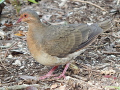 Ruddy Quail-Dove photo 4