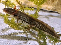 Italian Newt photo 5
