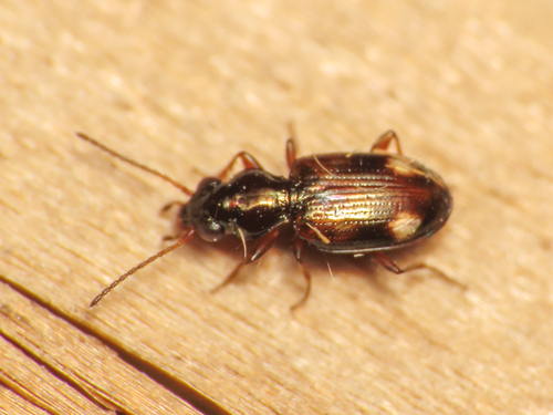 Bembidion latiplaga