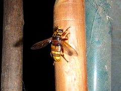 Milesia crabroniformis
