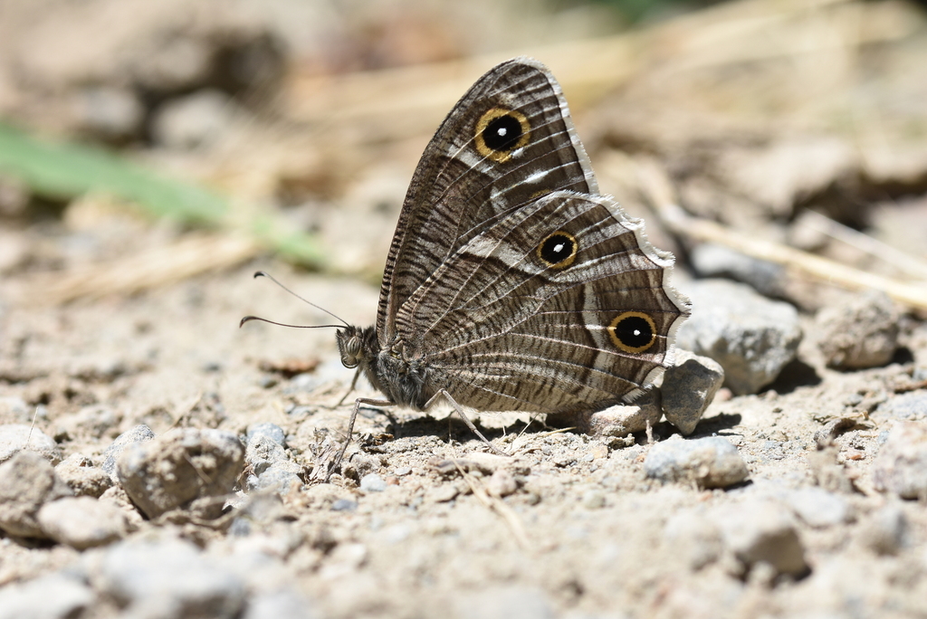Euhipparchia