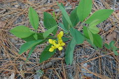 Baptisia cinerea