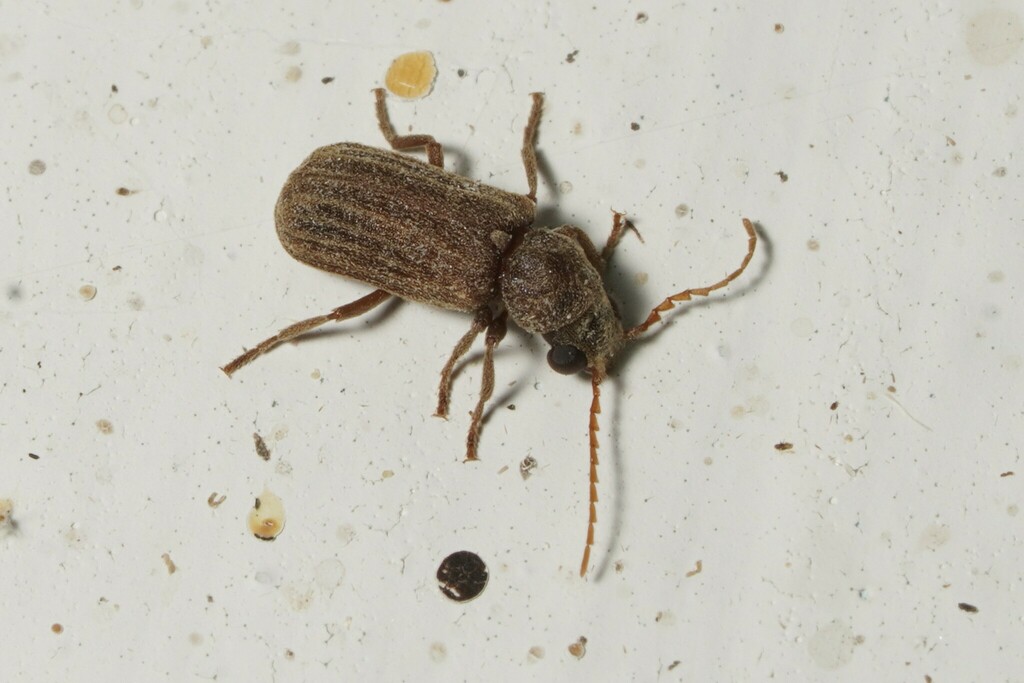 Clada tricostata