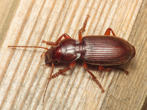 Scybalicus oblongiusculus · iNaturalist