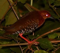 Rallina fasciata