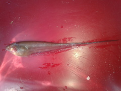 Gymnotiformes