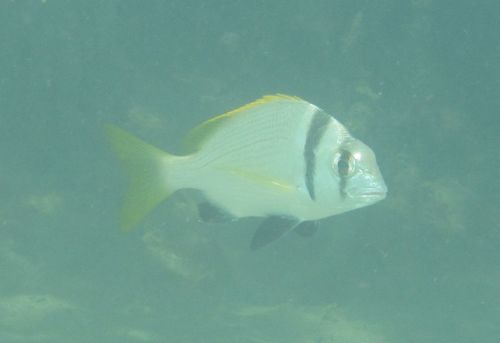 Acanthopagrus bifasciatus