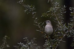 Mimus polyglottos image