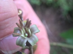 Condaminea corymbosa