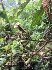 Condaminea corymbosa