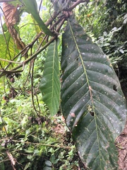 Condaminea corymbosa