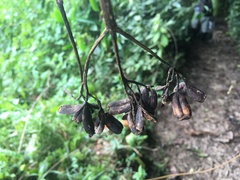 Condaminea corymbosa