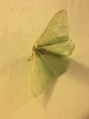 Pelagodes antiquadraria