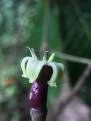 Condaminea corymbosa