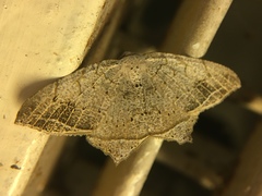 Oxymacaria temeraria