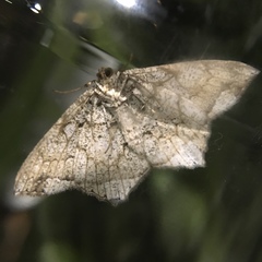 Oxymacaria temeraria