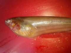 Gymnotiformes