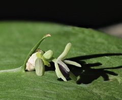 Ruscus × microglossus