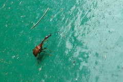 Paratrachelophorus nodicornis
