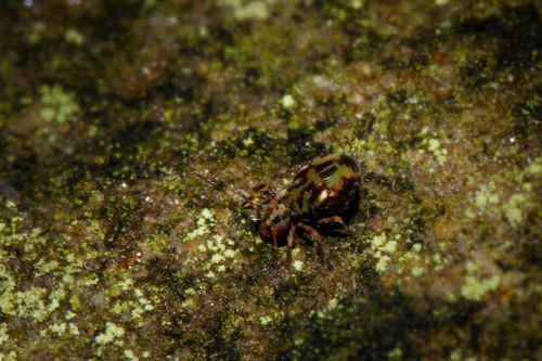 Dicyrtomina saundersi