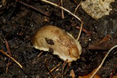 Testacella haliotidea