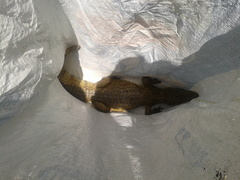 Crocodylia