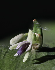 Ruscus × microglossus