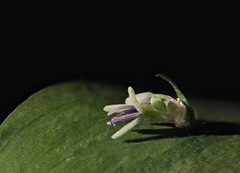 Ruscus × microglossus