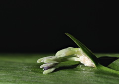 Ruscus × microglossus