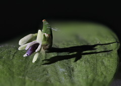 Ruscus × microglossus